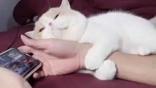 Funny Dogs And Cats VideosBest Funniest Animal Videos 2025#funnycatsanddogsnew2025