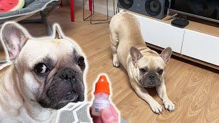 French Bulldog Trying To Avoid Medicine Time FUNNY REACTION