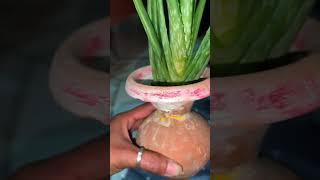 aloevera plant reporting🪴🪴#garden #shurt #video #