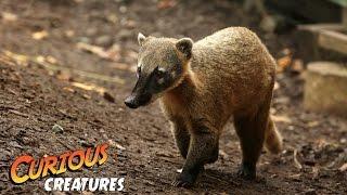 Coati | Curious Creatures