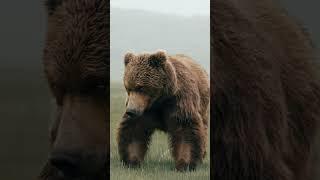 #Alaska Brown Bear does Cowboy walk to establish dominance