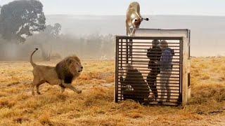 [ INCRÍVEL ]  Encontros loucos entre humanos e animais selvagens na natureza