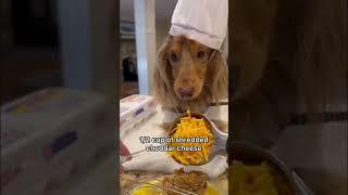 He’s the best chef #dachshund #puppy #recipe #homemade