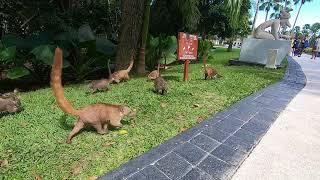 Mexican Coatis at the Riviera Maya March 2022