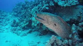 Мурены - прожорливые хищники морей! Мурена против акулы и осьминога! Интересные факты!