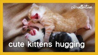 Cute Kittens Hugging