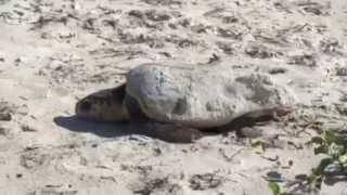 Watch a Nesting Loggerhead Sea Turtle