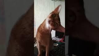 Абиссинские кошки