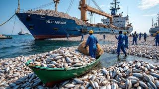 Journey to Catch Billions of Sardines on a Modern Ship, Things to Know About Seafaring!