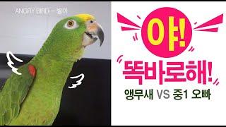 앵무새는 사람과 말싸움이 가능하다~/  앵무새 별이  VS  중1 오빠~대결  / 실사판 앵그리버드 별이 / 막말던지는 천재 앵무새 / ANGRY BIRD