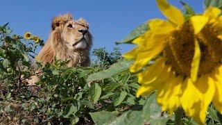 Посвящается одному из самых любимых и известных львов Тайгана - Льву Малышу...