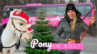 PONY im BUS