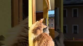 Maine Coon | Mendy fa scappare la mosca che Mike puntava ‍⬛