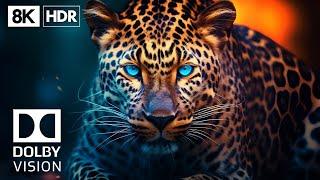 8K HDR 60fps Wildlife Dolby vision - Epic colors world