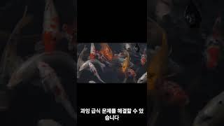 비단잉어 사료의 최고의 경험 히카리 사료 히카리 프랜드