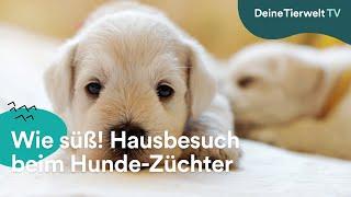 Wie süß! Ein Hausbesuch beim Hunde-Züchter