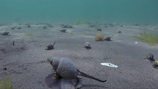 CONOCIENDO A LOS CARACOLES MARINOS DE LA PATAGONIA