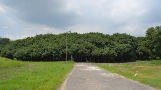 The Great Banyan - Widest tree in the world at  Indian Botanic Garden, Howrah, KOlkata