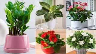 25 Best Indoor Plants for Bedroom | Air Purifying Bedroom Plants | Plant and Planting