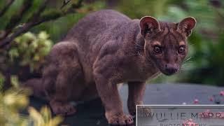 FSZ Education - Fossa