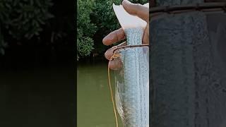 MANCING IKAN BELANAK PAKAI BOTOL BEKAS FANTA SIZE 1 LITER