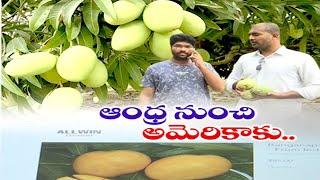 Bapatla Brothers Export Mangoes to America | మామిడి పండ్లను అమెరికాకు సరఫరా చేస్తున్న అన్నదమ్ములు