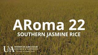 ARoma 22 Jasmine-Type Aromatic Rice | Arkansas Rice Breeding