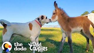 Dog Becomes Obsessed With A Newborn Donkey | The Dodo Odd Couples