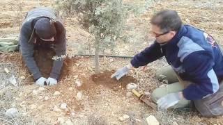 Trufas melanosporum, en plantación de casi cinco primaveras!