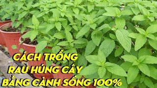 Trồng Rau Thơm (Húng Cây) Bằng Cách Giâm Cành | Phan Đức #124