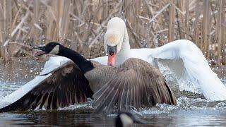 Mute SWAN is exterminating Geese and attacking Eagles!