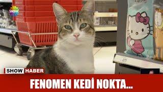 Fenomen kedi Nokta...