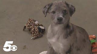 Oklahoma puppy's life hangs on hope as shelter raises funds for crucial surgery