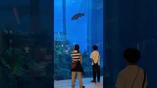 Dubai Aquarium: Underwater World in the Heart of Dubai #DubaiAquarium  #UnderwaterZoo #Dubai