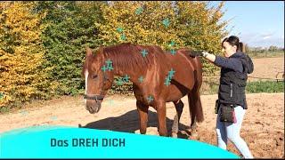 Wie du deinem Pferd das "dreh dich" beibringst.