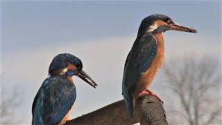 Neugieriger Hund trifft auf Eisvögel / Curious dog meets kingfishers