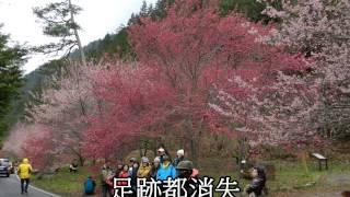 2014武陵農場櫻花