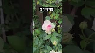테라스 장미 #힐링.. #shorts#코스모스tv