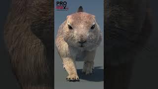 Watch The Incredible Prairie Dog Fur 3d Model Come To Life With Animation!