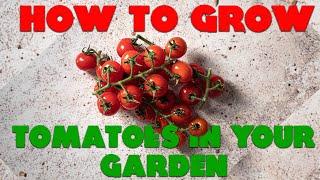 How to Grow Tomatoes in your Garden - The Secret to Growing Healthy Tomatoes