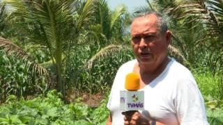 Veracruz Agropecuario - Producción de Coco