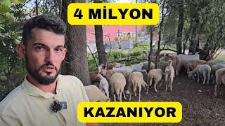 ÜNİVERSİTELİ ÇOBAN 4 MİLYON KAZANIYOR (Sadece Otlatıyorlar)