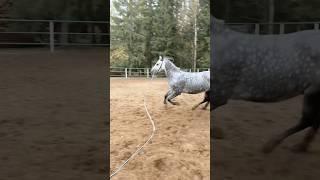 ️ #мотивациянауспех #успехвместе #youtubeshorts #horse #лошади #кони #рекомендации #красота #любовь