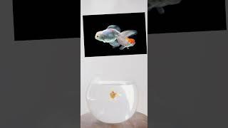 Have You Seen Goldfish Turning White?