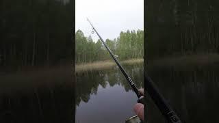 Окунь на любимую приманку #рыбалка #рыбалканаозере #fishing #окунь