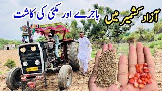 Cultivation of millet and maize in Azad Kashmir|Dadyal Village Life|Apna Kashmir