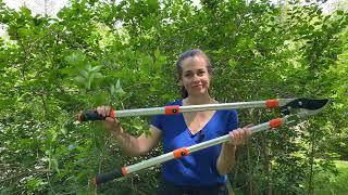 Pruning Spring-Flowering Shrubs / L’élagage des arbustes à floraison printanière