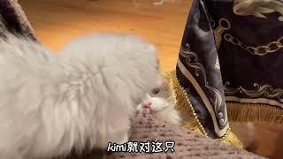 当kimi遇到新成员小矮脚猫 #金吉拉 #矮脚猫 #猫 #萌宠