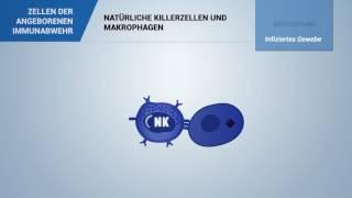 Natürliche Killerzellen (NK-Zellen)