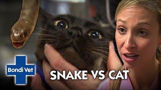 Mystery snake bites pet cat!! | Bondi Vet